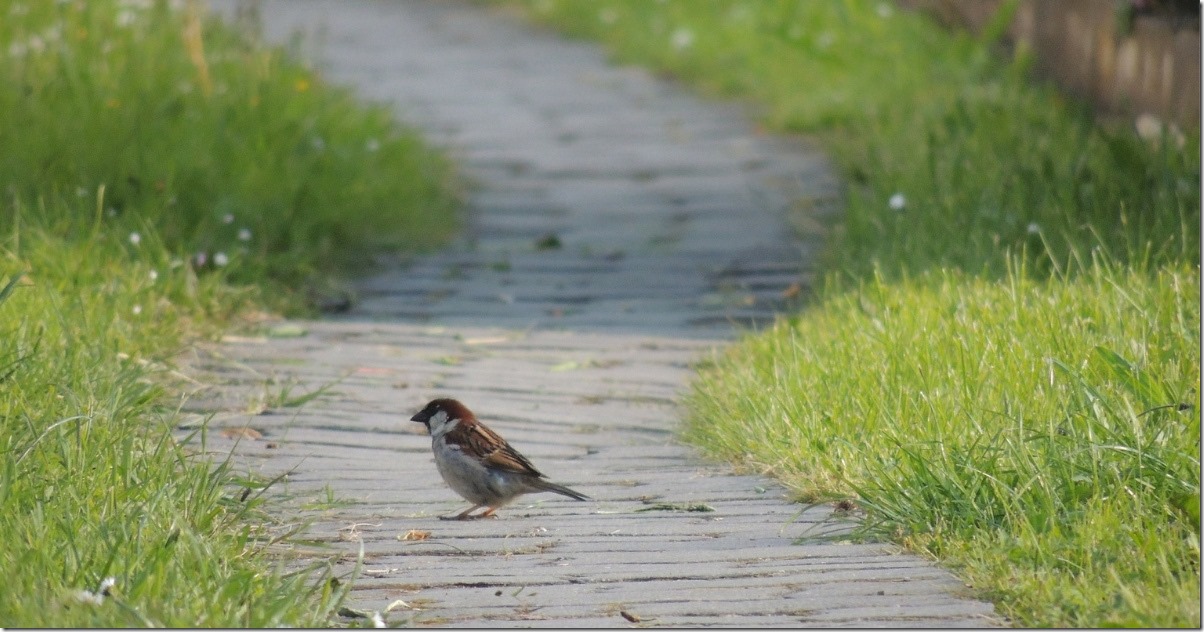 A Bird came down the Walk (Pixabay image 114895 by SimonaR) 
