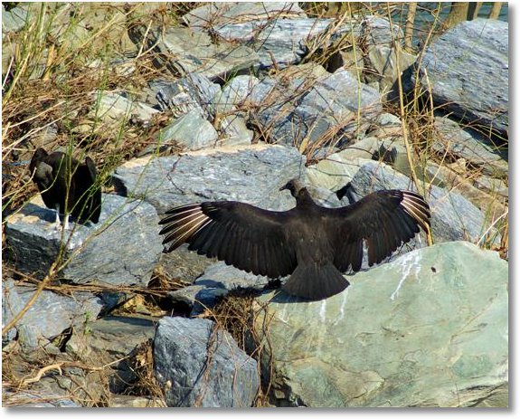vultures on the potomac, Harpers Ferry, West Virginia