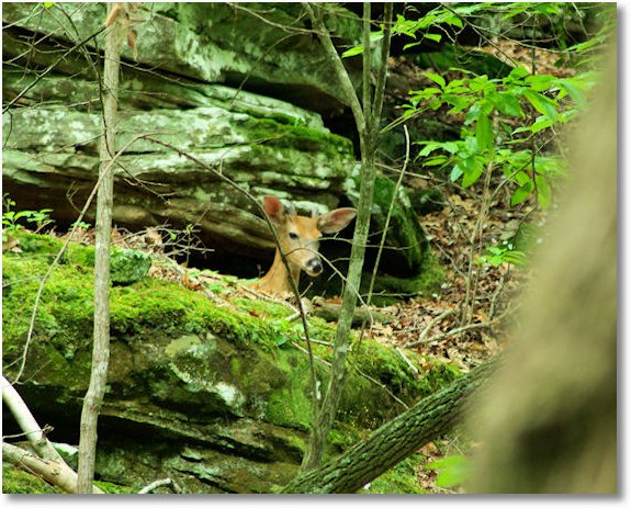 button buck