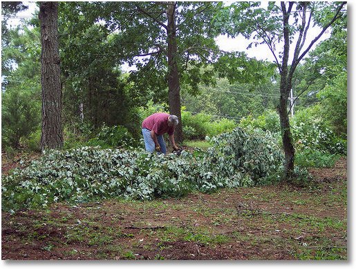 cleaning up downed tree-ed