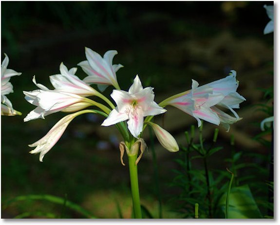 crinum