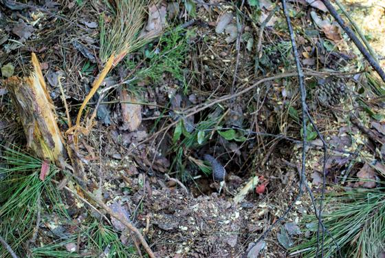 This hole in the ground is where the bottom of a broken section pine trunk hit.  It had broken off about 25 - 30 feet in the air and, based on annual rings, was 33 years old at the point of the break. 