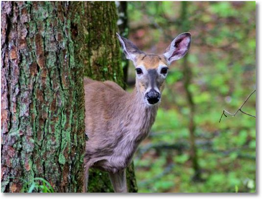 It's just a deer, dear!
