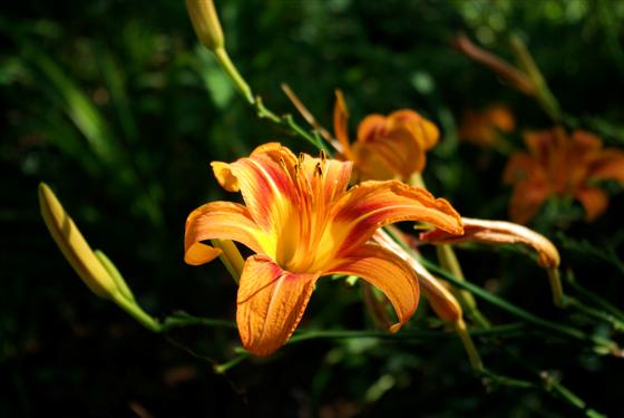 One of many lillies in our yard.
