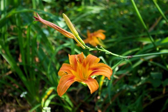 Another lilly picture.