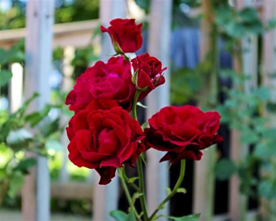 This rose plant has been in our yard "forever"