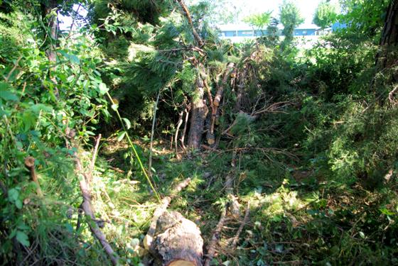 All that's left to clean up of the broken section of pine that broke.