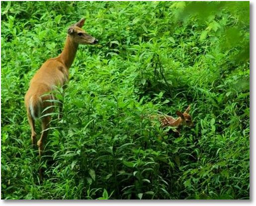 whitetaildeermotherandyoungfawn8