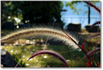 Autumn Grass