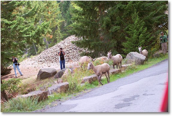 bighorn sheep near tower falls yellowstone