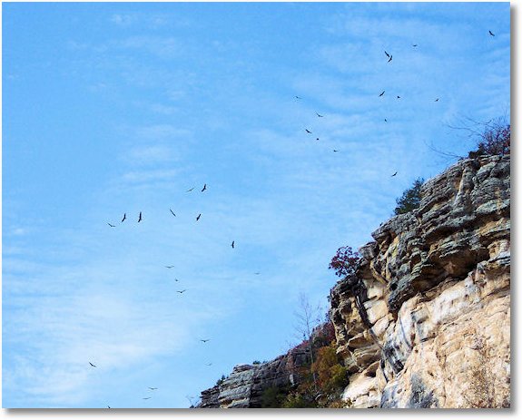 birds soaring at bluffs over buffalo national river