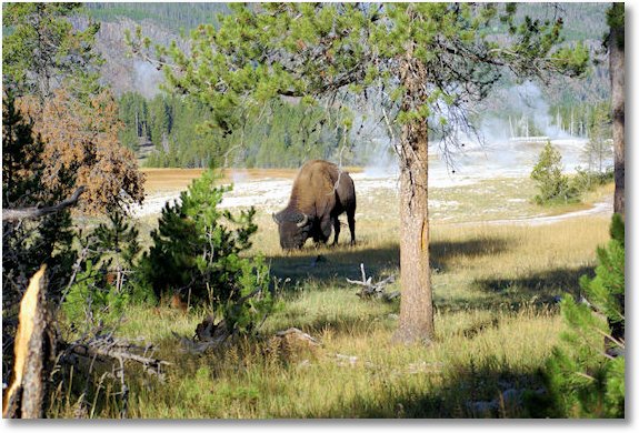 buffalo along trail to old faithful overlook