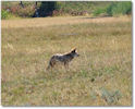Coyote along Blacktail Plateau Drive