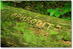 Graffiti in the Park