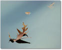 Leaves on Lake Bailey