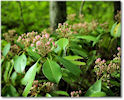 Mountain Laurel