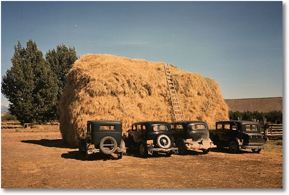 Hay stack and automobiles of peach pickers, Delta County, Colorado, 1940