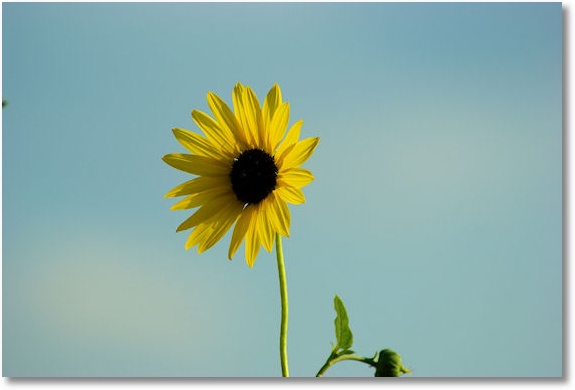 sunflower at Canton Lake, Oklahoma - Sandy Cove Core of Engineers campground and beach