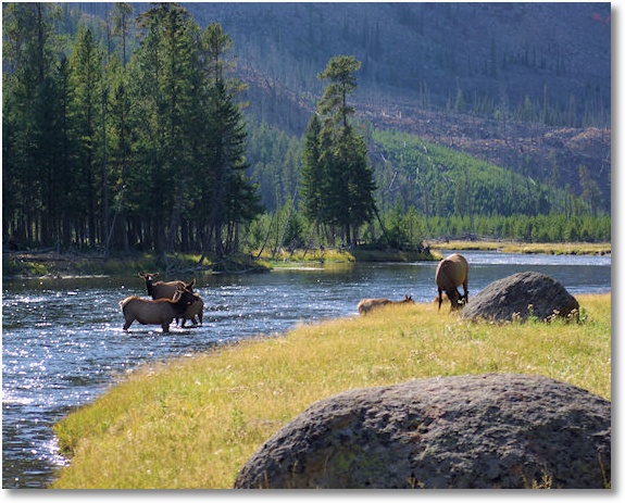 elk along the madison river, yellowstone national park, wyoming, september 15, 2007