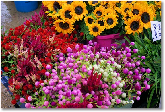 dane county farmers market on the square, madison, wisconsin 5-13-08