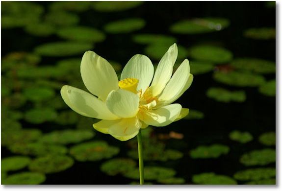 water lilly blossom, petit jean state park, arkansas, july 2008