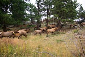 Elk on the north lateral moraine, west of campground