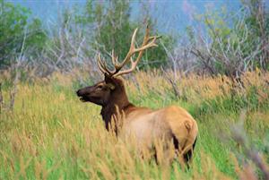 One of the younger large bull elk