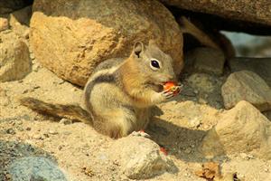 Gold mantled ground squirrel on Aluvial Fan Nature Trail