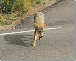hungry_coyote