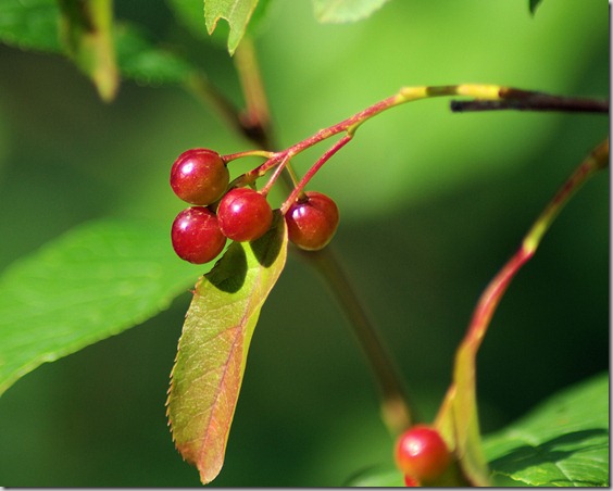 berries on fern lake trail, Rocky Mountain National Park