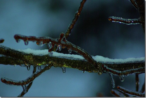 ice_coating_on_tree