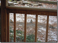 squirrels_and_snow