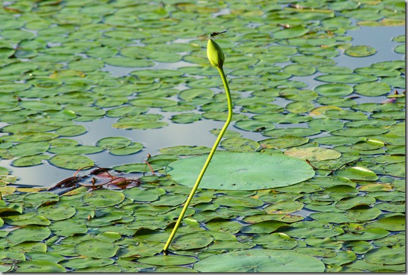 water lily bud and dragon fly, Petir Jean State Park, Arkansas