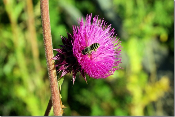 yellowjacket on purple thistle flower, along lower Fall River Road, Rocky Mountains National Park, September 2, 2009