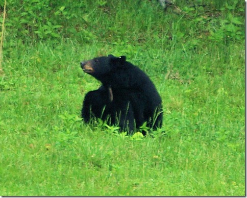 Black bear, Great Smoky Mountains National Park, May 5, 2009