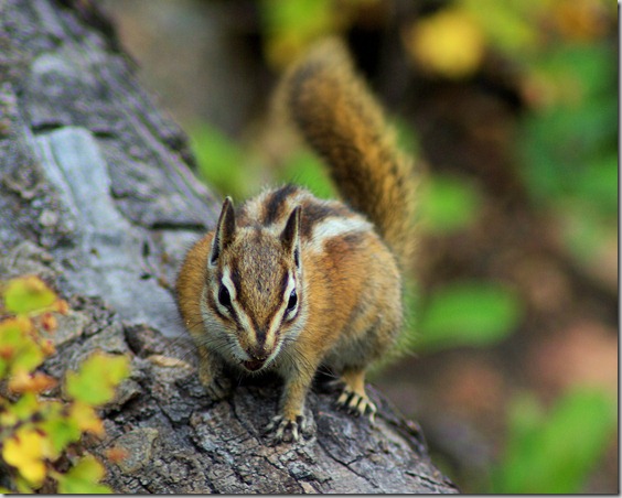 Chipmunk, Fern Falls Trail, Rocky Mountain National Park, Colorado, September 6, 2009