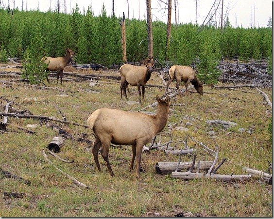 Elk, Yellowstone National Park, Wyoming, September 13, 2007