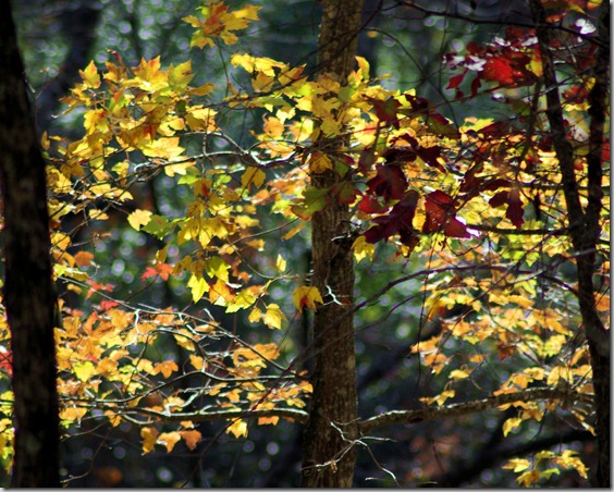 Seven Hollows Trail, Petit Jean State Park, Arkansas, November 17, 2007