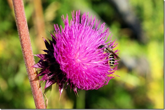 Thistle blossom and yellowjacket, Rocky Mountain National Park, Colorado, September 2, 2009