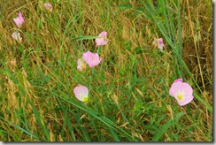 2010 07 03 015ed