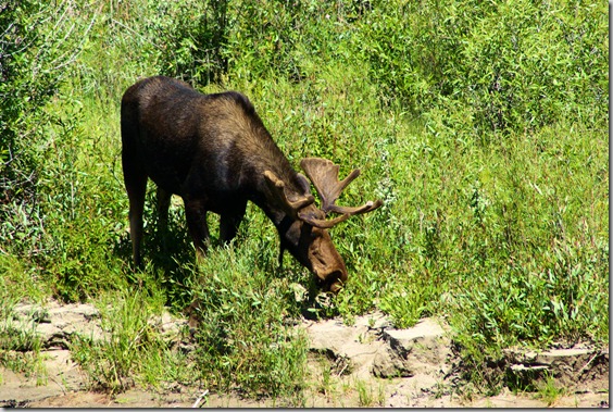 A Moose at Moose, Wyoming, On the bank of the Snake River Across from Park Headquarters 