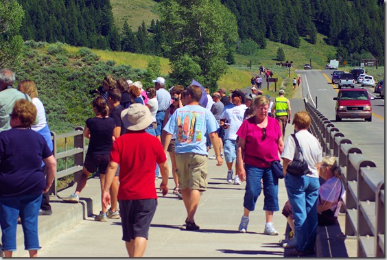 Critter Crowd on Snake River bridge at Moose, Wyoming.