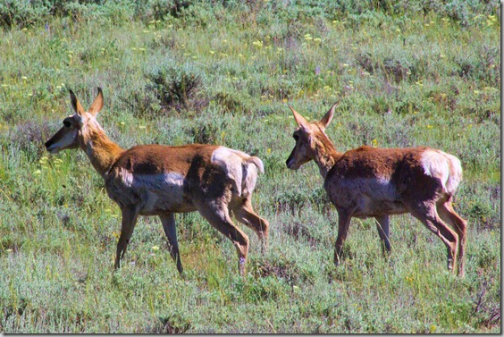 Pronghorn (aka Antelope)