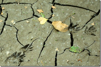 Mud deposited by flood on road at Indian Cave State Park, Nebraska