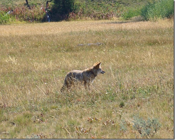 coyote, Yellowstone National Park