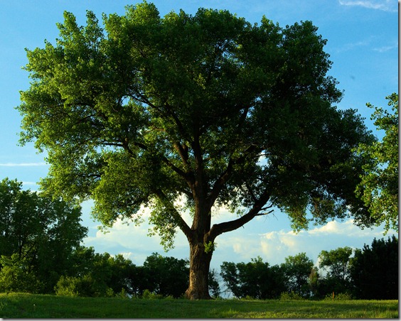 cottonwood tree