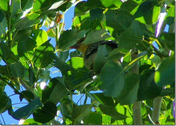 Female Bullock’s Oriole, Pathfinder Reservoir, Wyoming