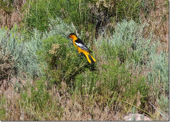Male Bullock’s Oriole, Pathfinder Reservoir, Wyoming