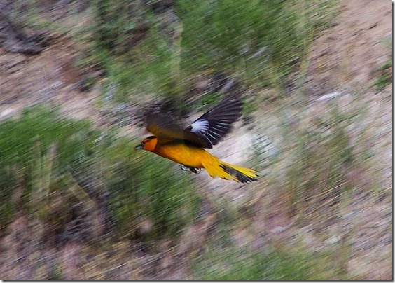 Male Bullock’s Oriole, Pathfinder Reservoir, Wyoming