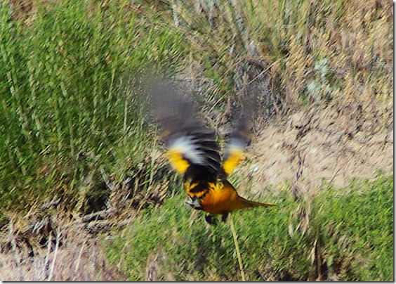 Male Bullock’s Oriole, Pathfinder Reservoir, Wyoming